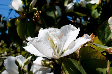 10 WHITE ORCHID TREE Bauhinia Alba syn Variegata Candida Hawaiian Mountain Ebony Camel's Foot Butterfly Flower Tree Hummingbird Seed